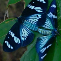 p09_butterflylove