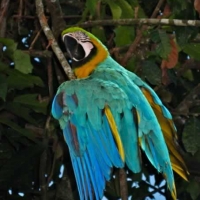 p09_macaw