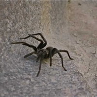 p09_tarantulajungle