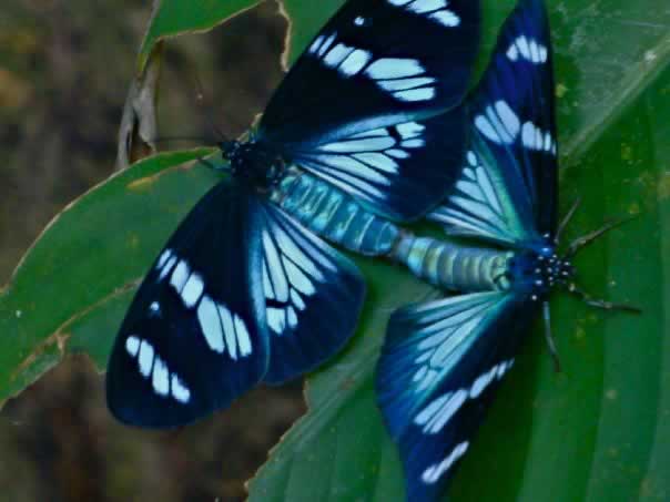 p09_butterflylove