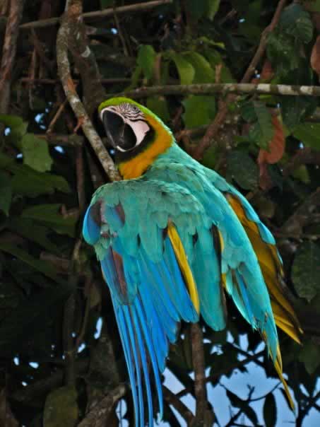 p09_macaw
