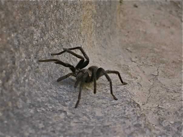 p09_tarantulajungle