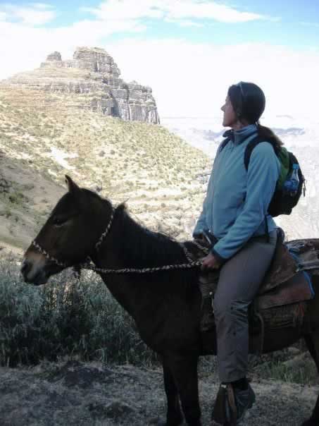 p09_wajrahorses