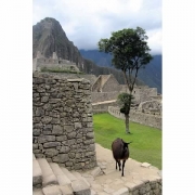 P12_MachuPiechu7