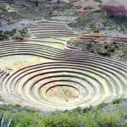 P12_Moray